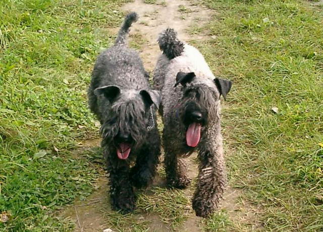 Керри-блю-терьер (Kerry Blue Terrier, Irish Blue Terrier, Kerry)