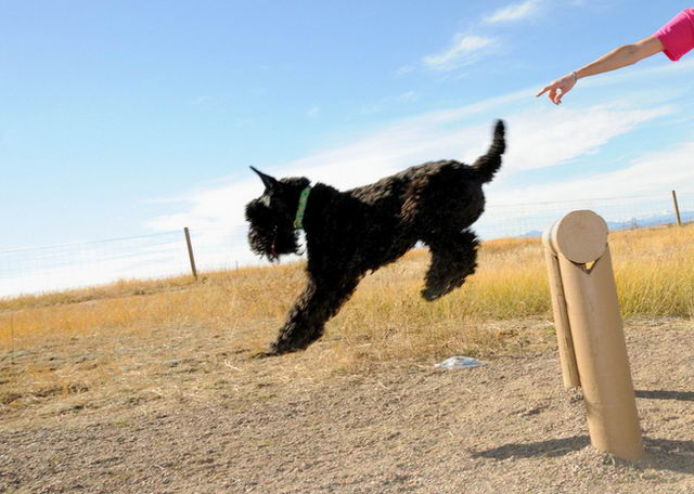 Керри-блю-терьер (Kerry Blue Terrier, Irish Blue Terrier, Kerry)