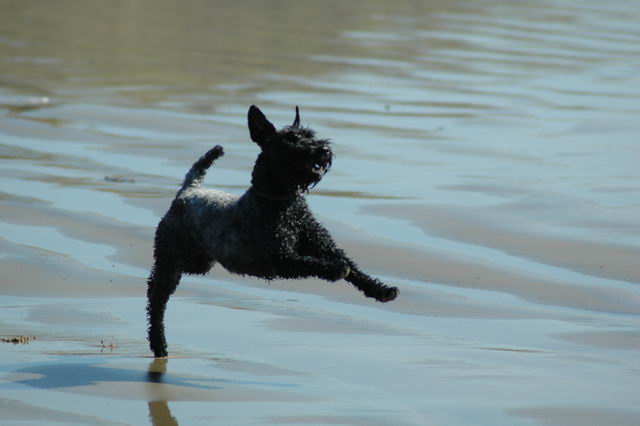 Керри-блю-терьер (Kerry Blue Terrier, Irish Blue Terrier, Kerry)