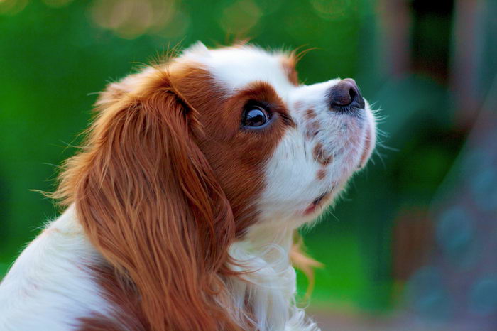 Кинг Чарльз Спаниель (King Charles Spaniel)