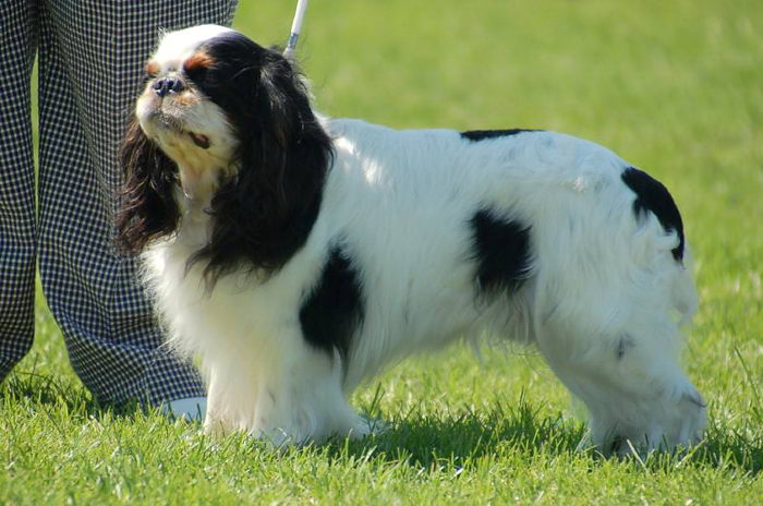 Кинг Чарльз Спаниель (King Charles Spaniel)