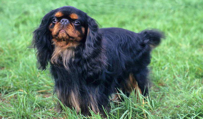 Кинг Чарльз Спаниель (King Charles Spaniel)