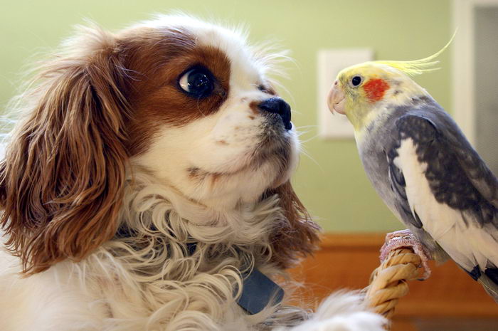 Кинг Чарльз Спаниель (King Charles Spaniel)