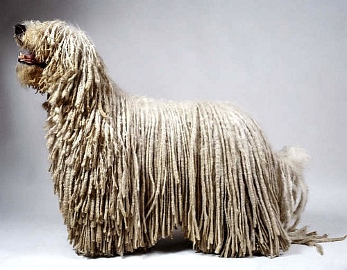 Комондор (Komondor) венгерская овчарка