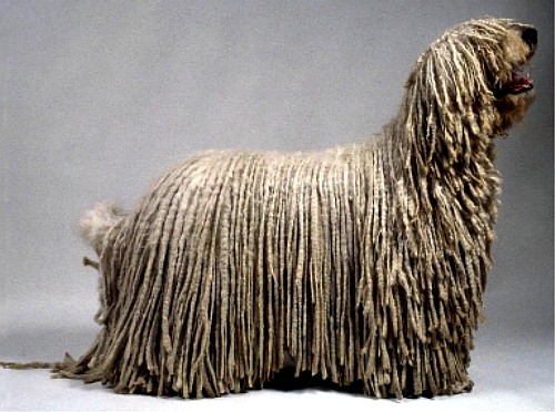 Комондор (Komondor) венгерская овчарка