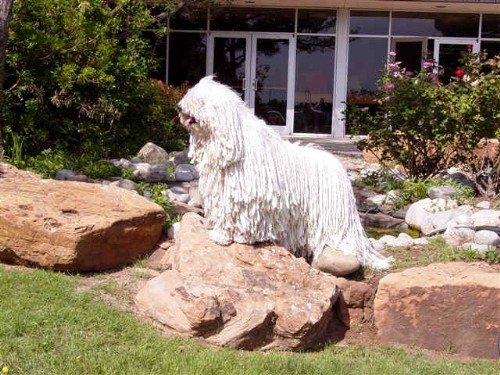 Комондор (Komondor) венгерская овчарка