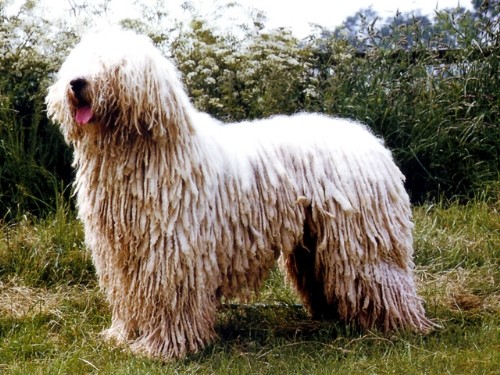 Комондор (Komondor) венгерская овчарка