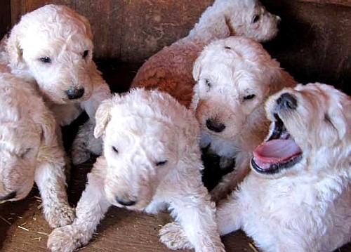 Комондор (Komondor) венгерская овчарка - щенки