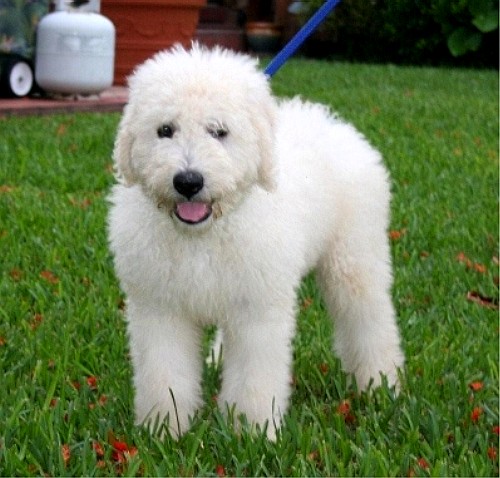 Комондор (Komondor) венгерская овчарка - щенок