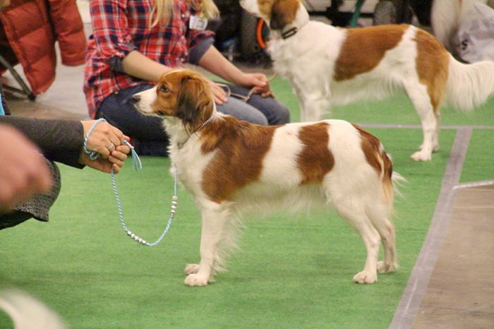 Коикерхондье (Kooiker hound)