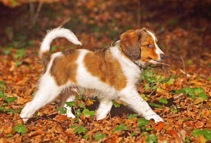 Коикерхондье (Kooiker hound)