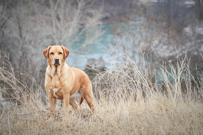 Лабрадор-ретривер (Labrador Retriever)