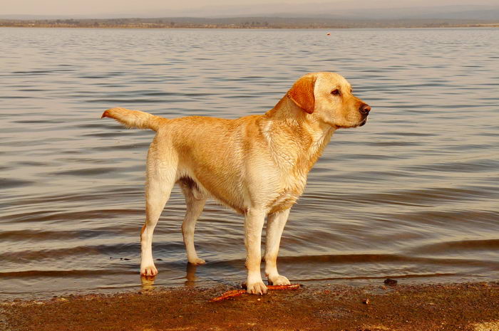 Лабрадор-ретривер (Labrador Retriever)