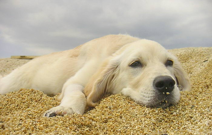 Лабрадор-ретривер (Labrador Retriever)