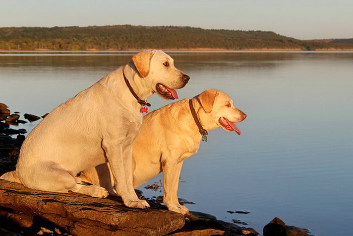 Лабрадор-ретривер (Labrador Retriever)