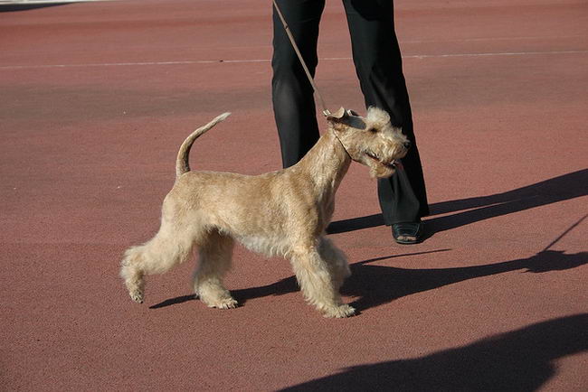 Лейкленд-терьер (Lakeland Terrier)