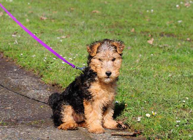 Лейкленд-терьер (Lakeland Terrier)