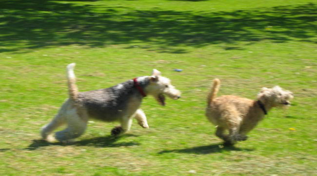 Лейкленд-терьер (Lakeland Terrier)