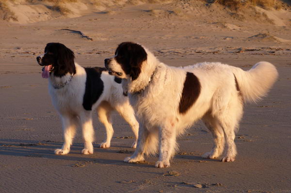 Ландсир (The Landseer)