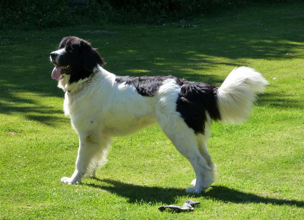 Ландсир (The Landseer)