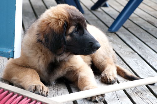 Леонбергер (Leonberger) - порода собак - описание - щенок