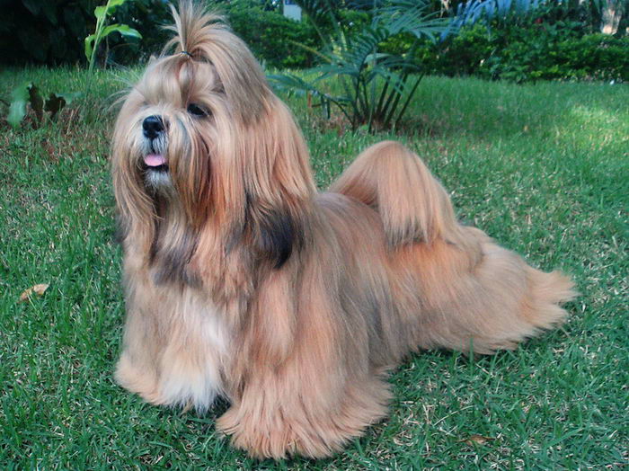 Лхасский апсо (Lhasa Apso)