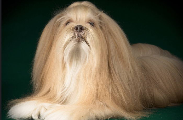 Лхасский апсо (Lhasa Apso)