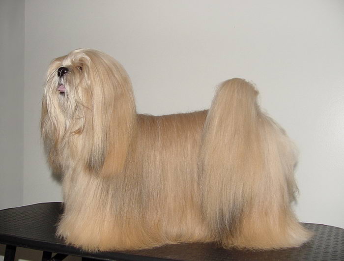 Лхасский апсо (Lhasa Apso)