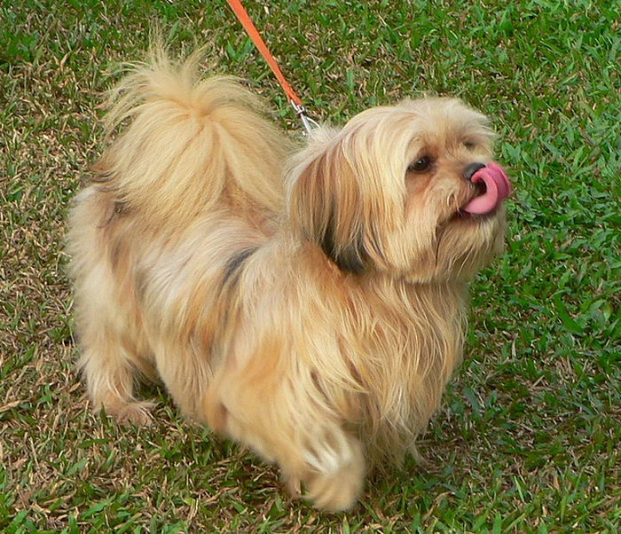 Лхасский апсо (Lhasa Apso)