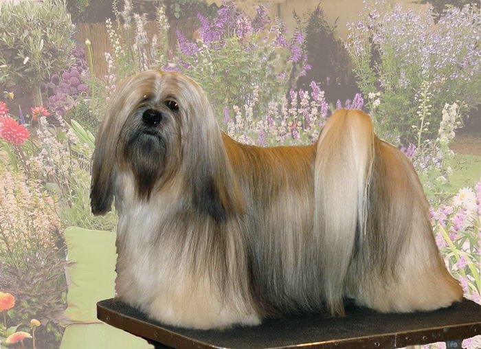 Лхасский апсо (Lhasa Apso)