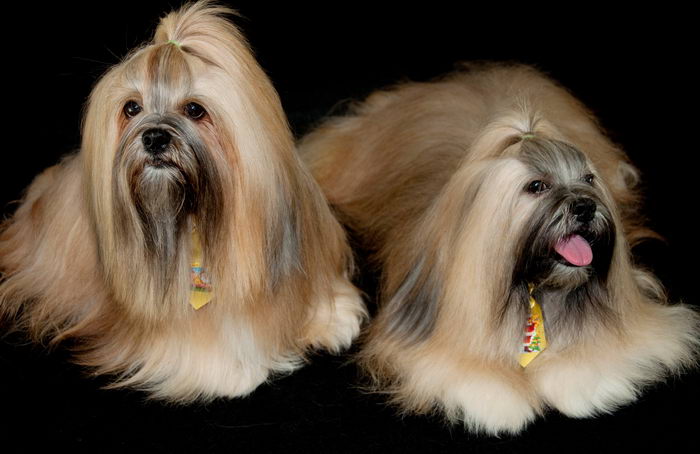 Лхасский апсо (Lhasa Apso)