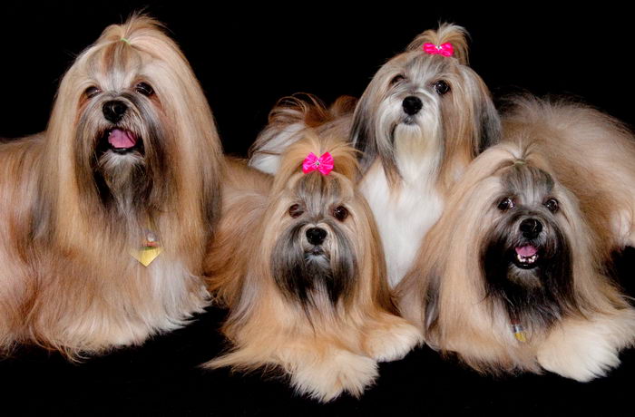 Лхасский апсо (Lhasa Apso)