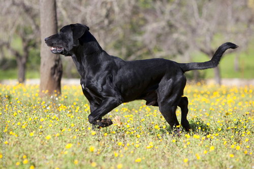 Ка де Бестиар - Майоркская овчарка (Majorca Shepherd Dog, Ca de Bestiar, Perro de Pastor Mallorquin)