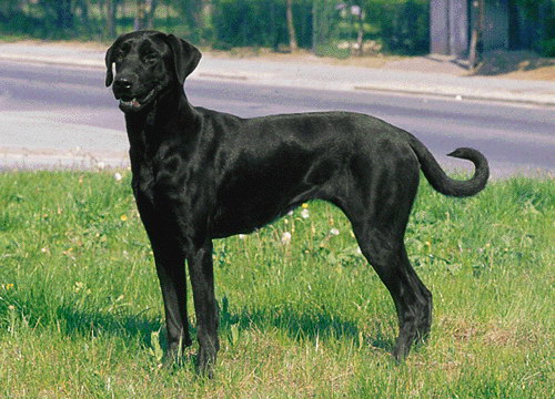 Ка де Бестиар - Майоркская овчарка (Majorca Shepherd Dog, Ca de Bestiar, Perro de Pastor Mallorquin)