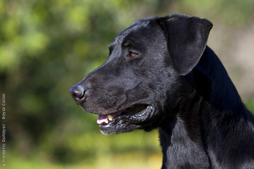 Ка де Бестиар - Майоркская овчарка (Majorca Shepherd Dog, Ca de Bestiar, Perro de Pastor Mallorquin)