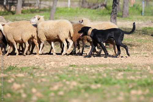 Ка де Бестиар - Майоркская овчарка (Majorca Shepherd Dog, Ca de Bestiar, Perro de Pastor Mallorquin)