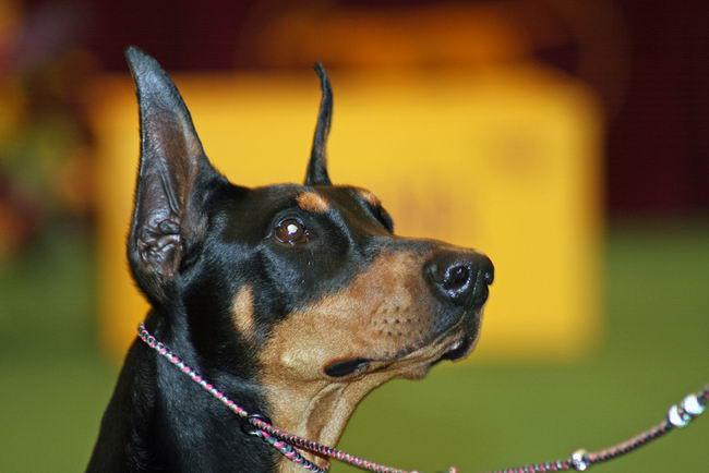 Манчестер-терьер (Manchester Terrier)