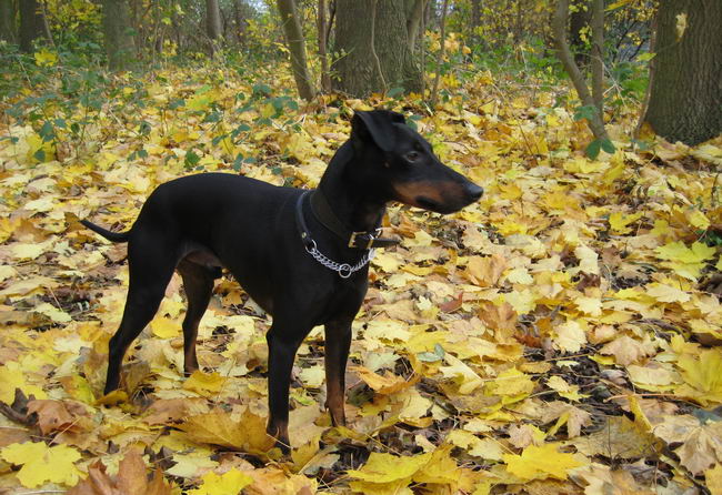 Манчестер-терьер (Manchester Terrier)