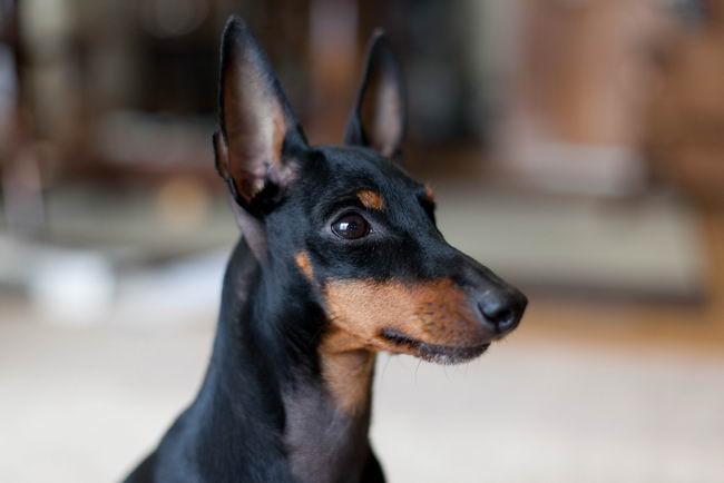 Манчестер-терьер (Manchester Terrier)