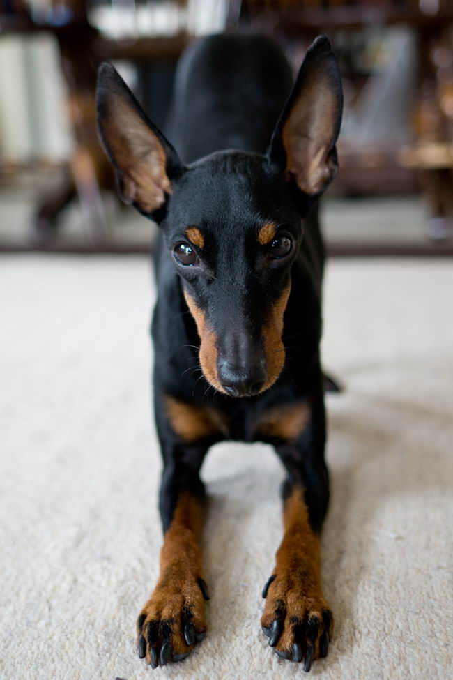 Манчестер-терьер (Manchester Terrier)