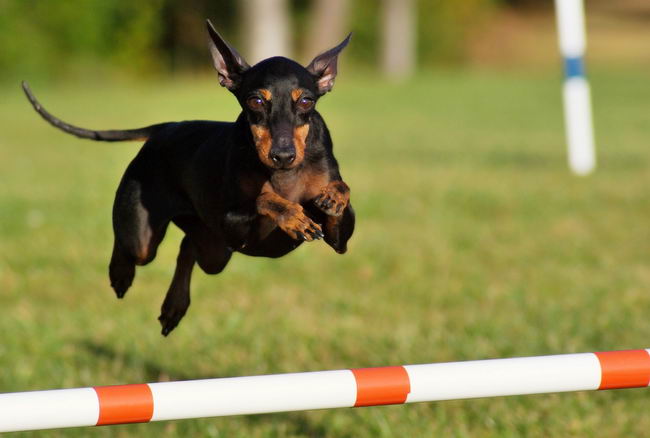 Манчестер-терьер (Manchester Terrier)