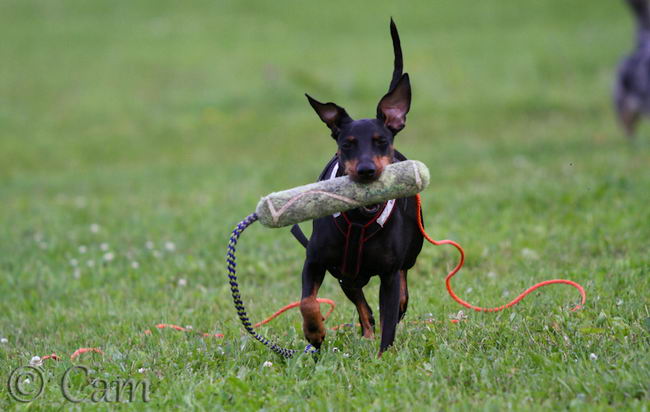 Манчестер-терьер (Manchester Terrier)