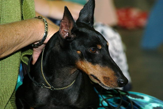 Манчестер-терьер (Manchester Terrier)