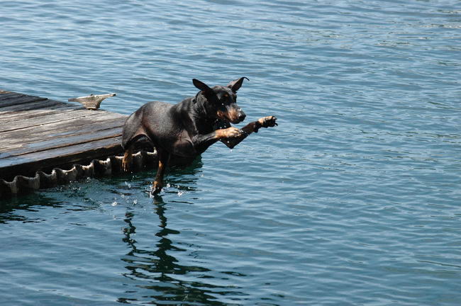 Манчестер-терьер (Manchester Terrier)