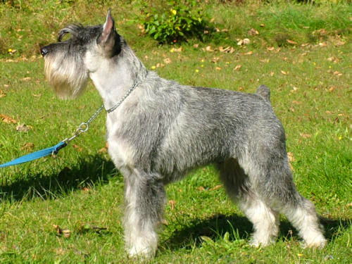 Миттельшнауцер (Schnauzer, Standart schnauzer) - описание породы собак