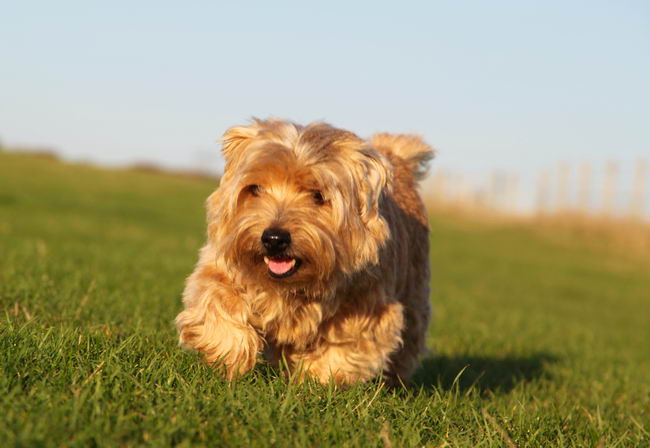 Норфолк терьер (Norfolk Terrier)