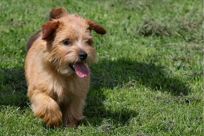 Норфолк терьер (Norfolk Terrier)