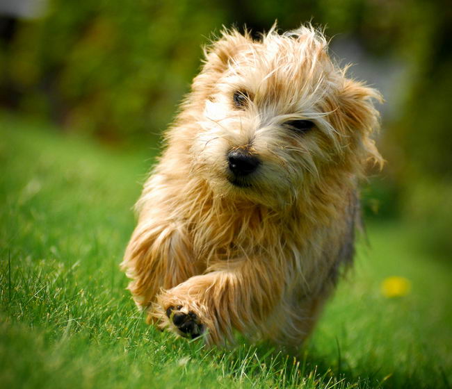 Норфолк терьер (Norfolk Terrier)