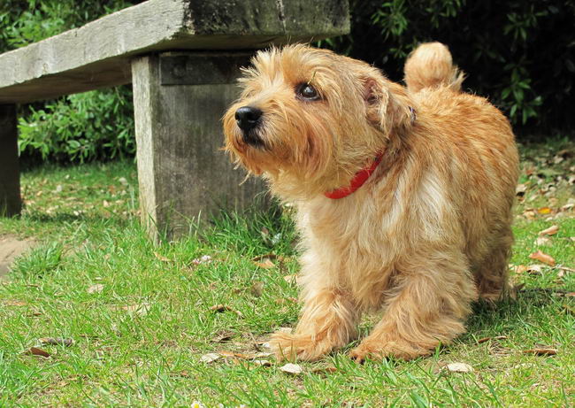 Норфолк терьер (Norfolk Terrier)