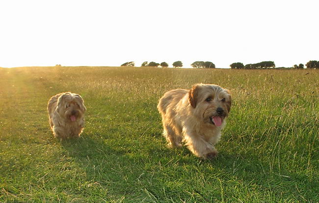 Норфолк терьер (Norfolk Terrier)